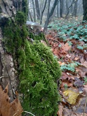 moss in  stump