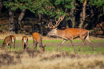 Naklejka na ściany i meble Red deer cervus elaphus stag chasing does during rutting season