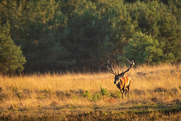 Male red deer stag cervus elaphus, rutting during sunset