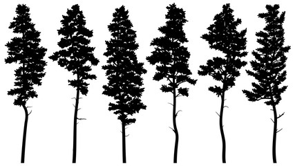 Silhouettes of tall pine trees (cedar). - obrazy, fototapety, plakaty