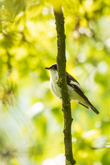 Closeup of a European pied flycatcher bird (Ficedula hypoleuca) perching on a branch, singing.