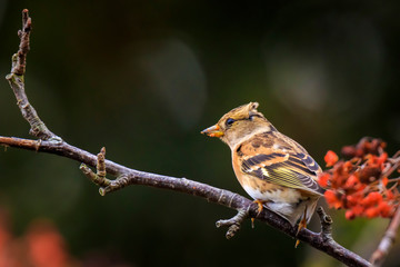 Brambling bird, Fringilla montifringilla, in winter plumage feeding berries