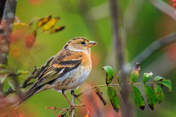 Brambling bird, Fringilla montifringilla, in winter plumage feeding berries