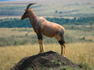 Topi-Antilope auf Erdhügel