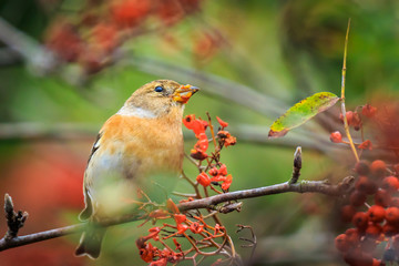Brambling bird, Fringilla montifringilla, in winter plumage feeding berries