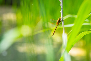 Closeup of a Green-eyed hawker dragonfly, Aeshna isoceles