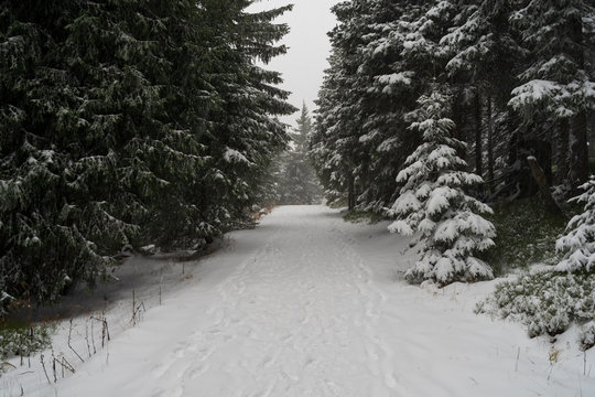 Heavy Snowstorm In The Fir Forest. Path Extending Into The Distance.