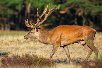 Male red deer, cervus elaphus, during rutting season