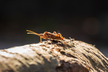 Western conifer seed bug insect, Leptoglossus occidentalis, crawling