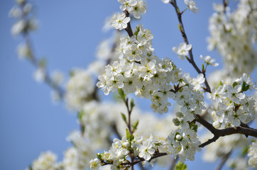 Blossoming tree at spring against blue sky
