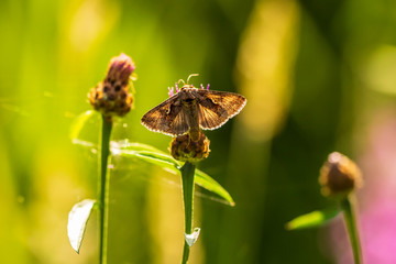 Day active Silver Y Autographa gamma moth pollinating on pink and purple thistle flowers