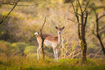 Fallow deer Dama Dama doe, hind or fawn in Autumn