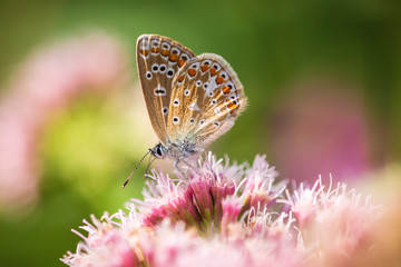 Female Common Blue butterfly Polyommatus icarus pollinating closeup