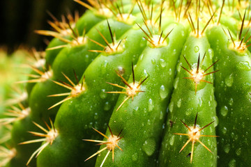 The thorns of the Cactus plant