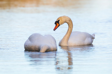 Mute swan, Cygnus olor swimming, soft backgrround