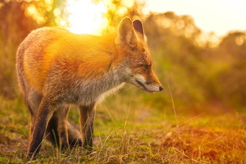 Wild red fox Vulpes Vulpes evening sunset