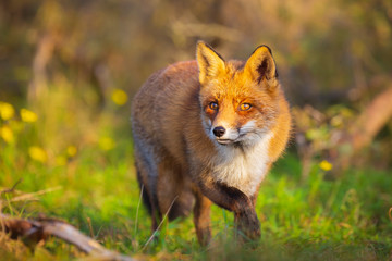Fototapeta premium Wild red fox Vulpes Vulpes evening sunset