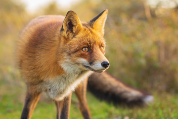 Wild red fox Vulpes Vulpes evening sunset