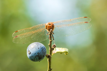 Male Vagrant darter Sympetrum vulgatum resting