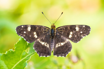 The map butterfly araschnia levana open wings close-up