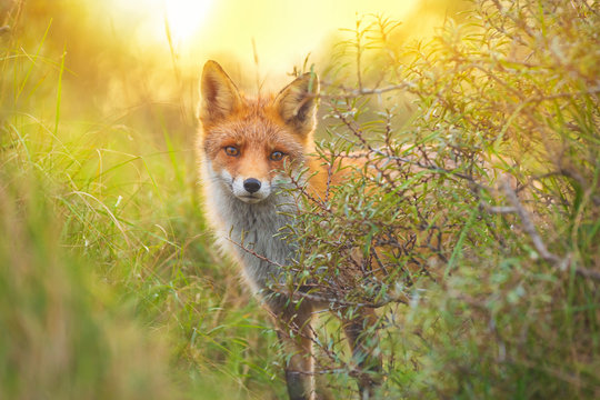 Wild red fox Vulpes Vulpes evening sunset