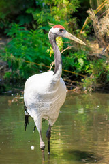 Obraz premium Closeup of a red-crowned crane (Grus japonensis), also called the Manchurian crane or Japanese crane bird