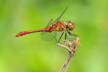 Closeup of a male red colored Ruddy darter (Sympetrum sanguineum) resting in sunlight in a meadow