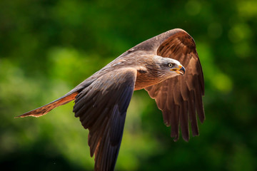 Black kite Milvus migrans in flight hunting