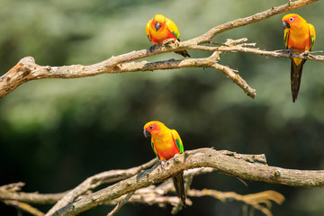 Closeup of sun parakeet or sun conure Aratinga solstitialis, bird.