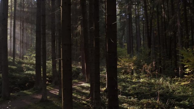 Beautiful drone dolly shot inside of Sumava National Park