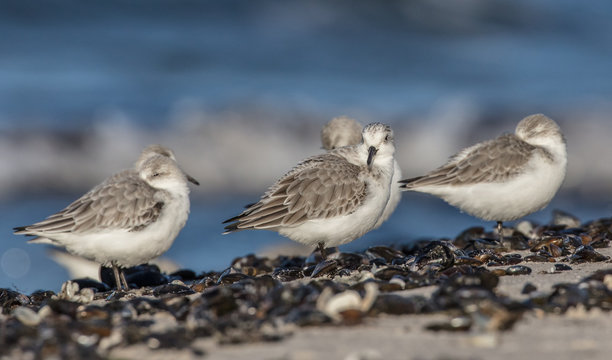 wattv&ouml;gel