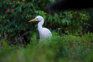 Cattle Egret in the garden in its natural habitat in a soft blurry background.