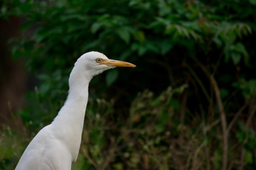 Cattle Egret in the garden in its natural habitat in a soft blurry background.