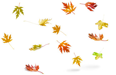 Beautiful red and yellow autumn leaves falling on white background, nature frame with copy space for text (design element)