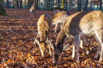Eine Herde Rehe im herbstlichem Wald
