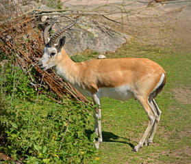 Persian gazelle (Gazella subgutturosa subgutturosa). Male