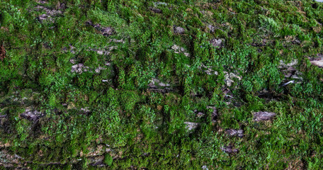 Moss green texture. Moss background. Green moss on grunge texture, background