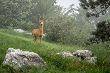 Capriolo sul monte Beigua