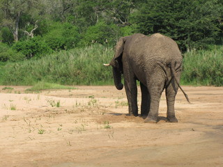 Fototapeta premium Afrika Tiere Natur