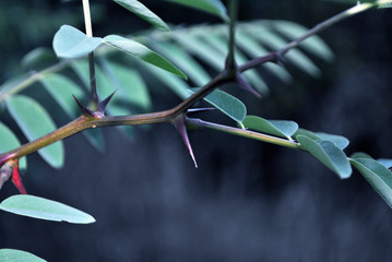 Acacia branch with leaves and thorns close up macro detail, soft blurry bokeh background