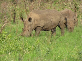 Afrika Tiere Natur