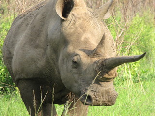 Fototapeta premium Afrika Tiere Natur