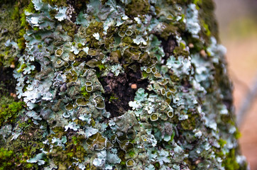 mushroom and lichen in oak bark