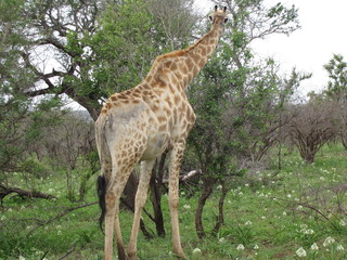 Afrika Tiere Natur
