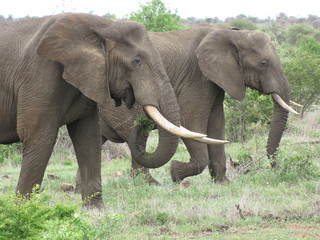 Obraz premium Afrika Tiere Natur