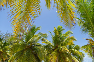 Fototapeta premium Looking up at coconut palm trees. Summer time. 