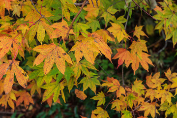 色づき始めた葉