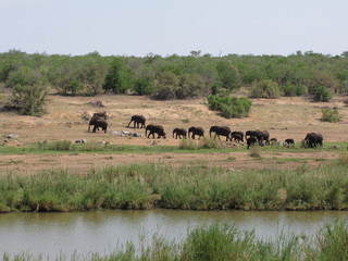 Afrika Tiere Natur