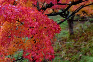 庭園の紅葉