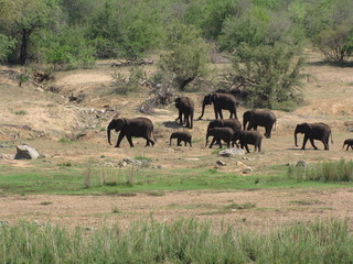 Afrika Tiere Natur
